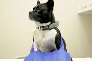 vet